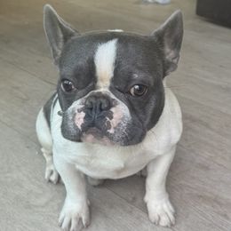 Gary - French Bulldog
