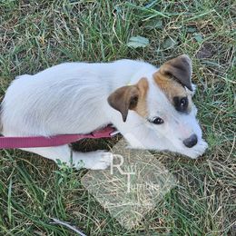 Girl 2 - Princess Peach - White and tan female Russell Terrier puppy in Harvel, Illinois from Ruff and Tumble Russell Terriers