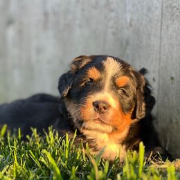 Echo - Black rust and white female Bernese Mountain Dog puppy in Stone Creek, Ohio from Highland Meadows