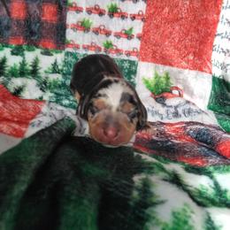 Kissy - Dapple female Dachshund puppy in Opelika, Alabama from Dachshund Darlins