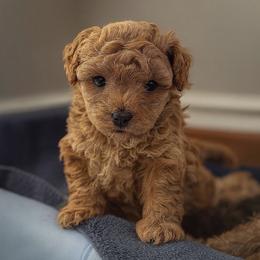 Poodle Puppies from AVCpoodles