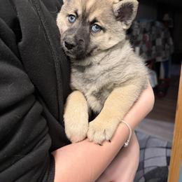 Gretel - Wolf sable female Pomsky puppy in New Bedford, Massachusetts from Roark Pack Chihuahua's & Pomsky's