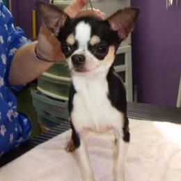 Chihuahuas from Chikita