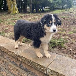 Johnny - Australian Shepherd puppy in Oregon from Willamette Valley Australian Shepherds