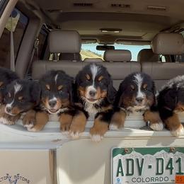 Bernese Mountain Dog, Golden Mountain Dog, and Golden Retriever Puppies from Grateful Bernese & Gage's Goldens