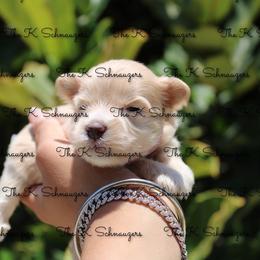 Pink collar - Wheaten female Miniature Schnauzer puppy in Santa Ana, California from The_K_Schnauzers