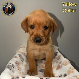 Dusty Yellow Collar - Yellow male Labrador Retriever puppy in Elloree, South Carolina from Moonlight Kennels LLC