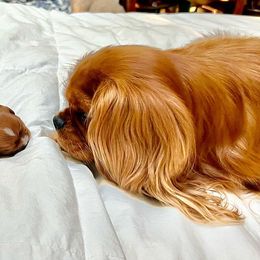 Cavalier King Charles Spaniel Puppies from Gold Country Cavaliers