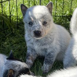 Boy 5 - Blue male Australian Cattle Dog puppy in Irvington, Kentucky from Dry Valley’s Australian Cattle Dogs