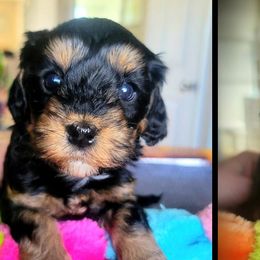 Cavapoos and Chihuahuas from Kings Peak kennel