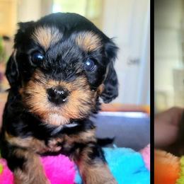 Cavapoos and Chihuahuas from Kings Peak kennel