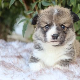 Sable boy - Sable male Pembroke Welsh Corgi puppy in Caliente, California from Rafter Cross 7