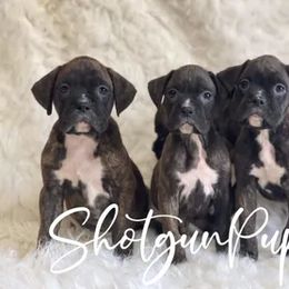 Boston Terrier and Boxer Puppies from Shotgun Pups