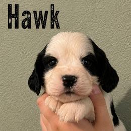 Hawk - Tri-Roan male English Springer Spaniel puppy in Fort White, Florida from Thunderbird Springers