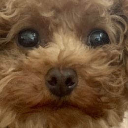 Cotons de Tulear, Havanese, Havapoos, Maltese, and Poodles from Petite Joie Puppies