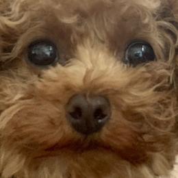 Cotons de Tulear, Havanese, Havapoos, Maltese, and Poodles from Petite Joie Puppies