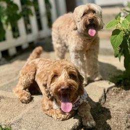 Australian Labradoodle puppies from Birchwood Labradoodles