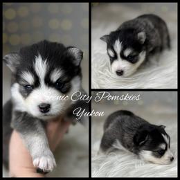 Yukon - Gray and white male Pomsky puppy in Rossville, Georgia from Scenic City Pomskies