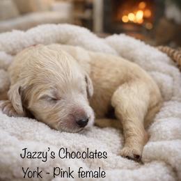 York - Cream female Goldendoodle puppy in Waterford, California from Alvdoodles