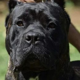 Cane Corso and Chihuahuas from Vista del Volcan
