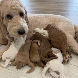 Goldendoodle puppies from Central Kentucky Goldendoodles