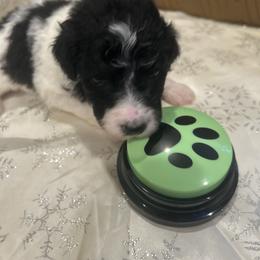 Zeus - Parti male Poodle puppy in Mobile, Alabama from Semmy’s Standard Poodle LLC