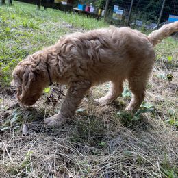Goldendoodle Puppies from Coal Country Doodles
