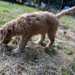 Goldendoodle Puppies from Coal Country Doodles