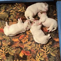 Clumber Spaniel Puppies from Briton Clumber Spaniels