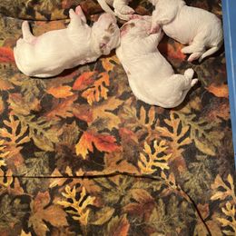 Clumber Spaniel Puppies from Briton Clumber Spaniels