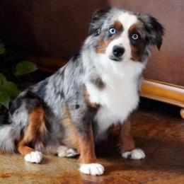 Cheddar - Miniature Australian Shepherd