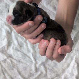 Ronnie - Brindle male Boxer puppy in New Holland, Pennsylvania from Shady Rill puppies