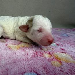Dove - Parti female Poodle puppy in Stilwell, Oklahoma from LR&R Dog Co.