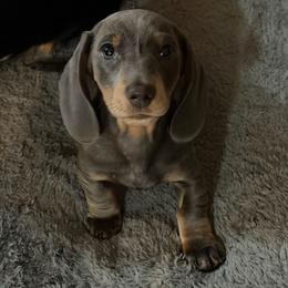 Dasher read description - Blue and tan male Dachshund puppy in Erie, Michigan from Champagne’s Grinch Toe’d Dachshunds