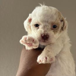 Toffee - Parti female Poodle puppy in Kissimmee, Florida from Unique Poodles
