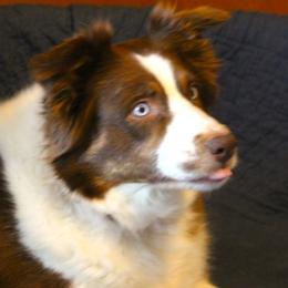 Cheyenne - Australian Shepherd