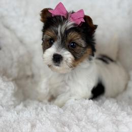 Piper - Parti female Yorkshire Terrier puppy in Hardin, Texas from Katrinas puppies