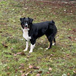 Australian Shepherd All Grown Up from K & R Australian Shepherds