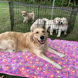 Golden Retriever Puppies from Ruff Life Goldens
