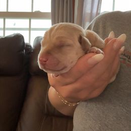 Fig - Yellow female Labrador Retriever puppy in Lucasville, Ohio from Backwoods Labradors