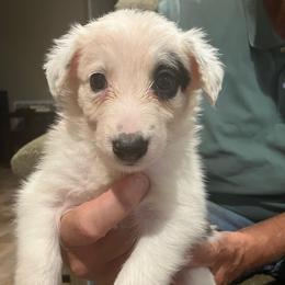 Buckley - Black and white male Border Collie puppy in Holden, Missouri from Spotted Feather Farm
