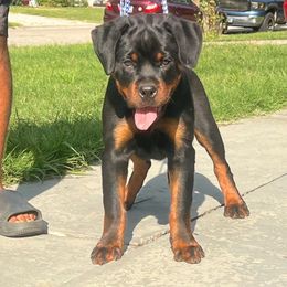 Mulsanne Von knight enterprise - Black and mahogany Rottweiler puppy in Jeffersonville, Indiana from Rottweiler von knight enterprise