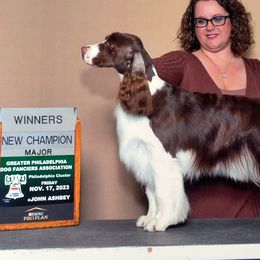Freya - English Springer Spaniel