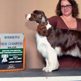 Freya - English Springer Spaniel