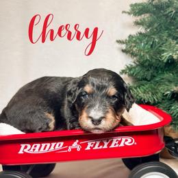Cherry - Phantom female Bernedoodle puppy in Boiling Springs, South Carolina from OlliePups, LLC