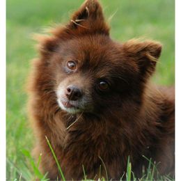 Molly - Pomeranian