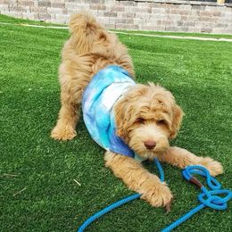 Australian Labradoodle, Cavapoo, and Goldendoodle Puppies from Deer Creek Labradoodles