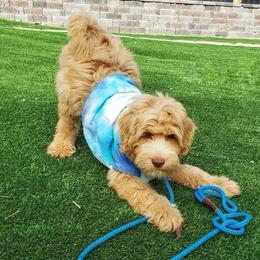 Australian Labradoodle, Cavapoo, and Goldendoodle Puppies from Deer Creek Labradoodles
