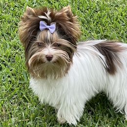 Piper - Chocolate tan and white female Biewer Terrier puppy in Greenwood, South Carolina from Sweet Southern Puppies