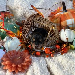 Girl 1 - Black and tan female Morkie puppy in Lawrenceville, Georgia from Georgias Finest Puppies
